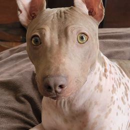 American Hairless Terriers from Nekkid Ambition AHT's