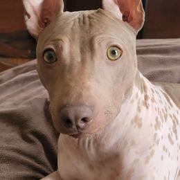 American Hairless Terriers from Nekkid Ambition AHT's
