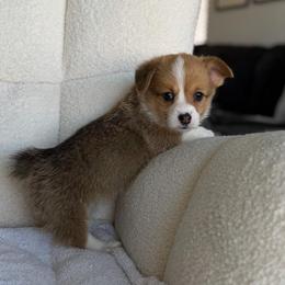 Mochi - Sable female Pembroke Welsh Corgi puppy in Moreno Valley, California from House of Paws & Co.