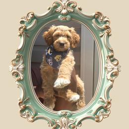 Maverick - Apricot male Goldendoodle puppy in Richmond, Virginia from Highland Grove Doodles, LLC