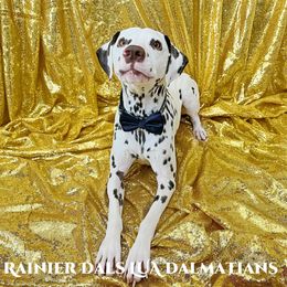 Dalmatian Puppies from Rainier DALS LUA Dalmatians