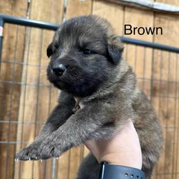 Brown DL - Sable male German Shepherd puppy in Terra Alta, West Virginia from Shepherd Country Farm and Kennels