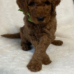 Goldendoodle Puppies from The Bruce Farm