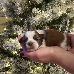 Carli - Liver female Shih Tzu puppy in Kodak, Tennessee from Cutshall Babies