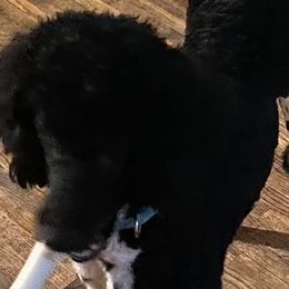 Goldendoodles and Poodles from The Puppy Patch