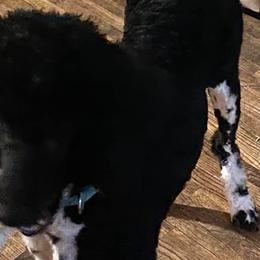 Goldendoodles and Poodles from The Puppy Patch