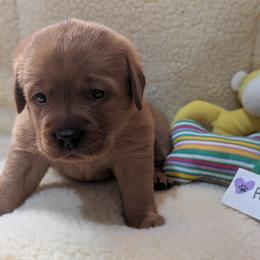 Purple dot - Yellow female Labrador Retriever puppy in Farmingdale, New Jersey from Familyraised Labradors
