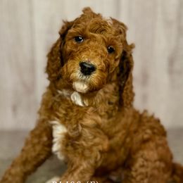 Bliss - Goldendoodle puppy from Golden Life Doodles
