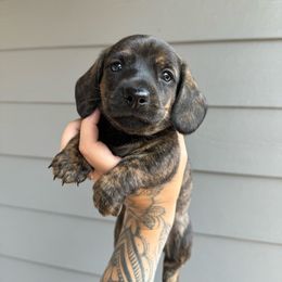 Beetle - Dachshund puppy from Redwood Dachshunds