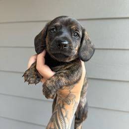Beetle - Dachshund puppy from Redwood Dachshunds