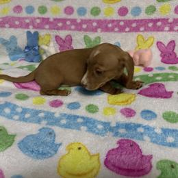 Cookie Dough - Red male Dachshund puppy in Canton, Texas from Bonnie and Clyde Dachshunds