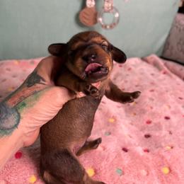 Bear - Wild  boar and tan male Dachshund puppy in Live Oak, Florida from The Weenie Herd Mom