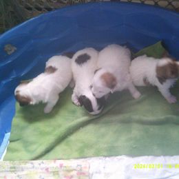 Havanese Puppies from ForestHillsHavanese