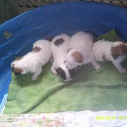 Havanese Puppies from ForestHillsHavanese