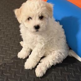 Bichon Frise Puppies from Amori's Royal Bichons