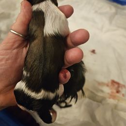 Boy 4 - Brindle and white Shih Tzu puppy in Cook County, Illinois from My Tzu Crew