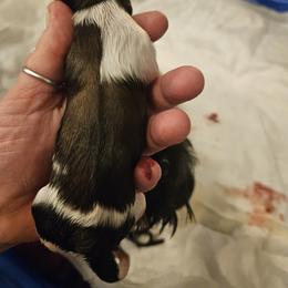 Boy 4 - Brindle and white Shih Tzu puppy in Cook County, Illinois from My Tzu Crew