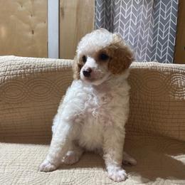 Marigold - Parti female Poodle puppy in Florence County, South Carolina from Modern Family Standards