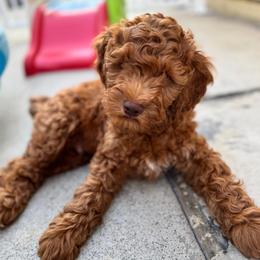 Forky - Red  male Goldendoodle puppy in Moreno Valley, California from Rainbow SoCal Doodles