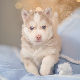 Pomsky Puppies from Southpaw Pomskies