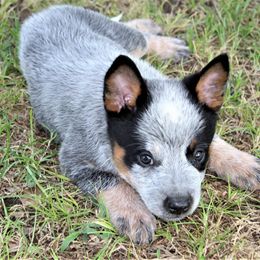 Australian Cattle Dog Puppies from 4 Hills Cattle Dogs