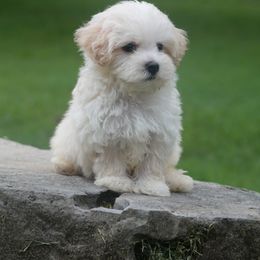 Carson - Champagne male Maltipoo puppy in Bowling Green, Kentucky from Denise Clark