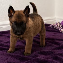 Black mask sable male - Black sable male Belgian Malinois puppy in Dallas, Texas from RoyalHaus Malinois