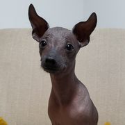 Rango - Gray Xoloitzcuintli puppy in North Carolina from Xoloitzcuintli Companions