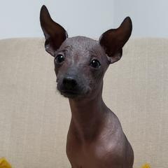 Rango - Gray Xoloitzcuintli puppy in North Carolina from Xoloitzcuintli Companions
