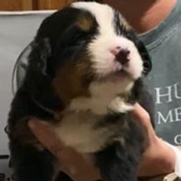 Orange Collar Female - Black rust and white female Bernese Mountain Dog puppy in Bristol, Tennessee from Holston Hollow Farm