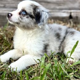 Lily - Blue merle female Miniature Australian Shepherd puppy in Saint Cloud, Florida from Dirty Paws