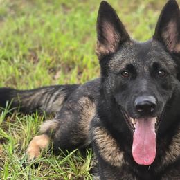 German Shepherds from Iron Legacy Working Dogs