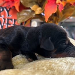 Giannina - Doberman Pinscher puppy from Sky’s Dobermans
