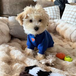 Maltipoo All Grown Up from Red Okie Poos