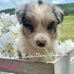 Australian Shepherd Puppies from Smith Southern Aussies