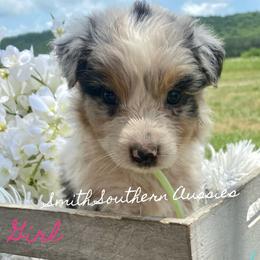 Australian Shepherd Puppies from Smith Southern Aussies