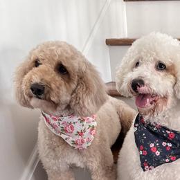 Goldendoodles from Tumbling Creek GoldenDoodles