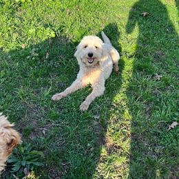 Tundra - Goldendoodle