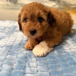 Girl 1 Aussie Doodle - Red merle female Miniature Australian Shepherd puppy in Pensacola, Florida from TNT MINI AUSSIES