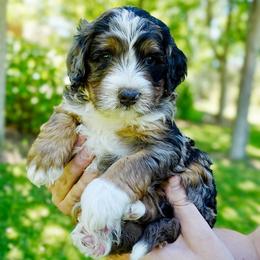 Albert - Merle male Bernedoodle puppy in Ammon, Idaho from Little Stone Bernedoodles