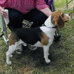 Boss - Beagle