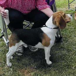 Boss - Beagle