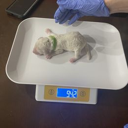 Poodle Puppies from Cute paws poodles