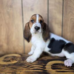 Flower - Brown black and white female Basset Hound puppy in Valley, Washington from Enchanted Valley Paws