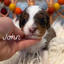 John - Merle male Bernedoodle puppy in Snohomish, Washington from Refined Doodles