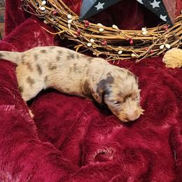 Choc dapple girl - Dapple female Dachshund puppy in West Plains, Missouri from Spring Creek Dachshunds