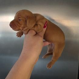 Chocolate ee Smooth Coat Male - Red male Dachshund puppy in Austin, Colorado from Colorado Mini Dachshunds