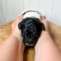 Boy - Black tri-color male Assorted Doodle Crosses puppy in Arlington, Washington from Doodle Love Laugh