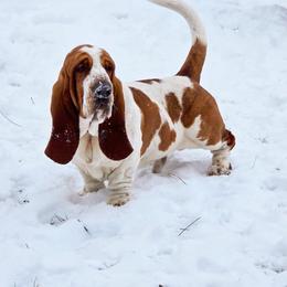 Colby - Basset Hound
