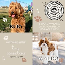 Goldendoodle puppies from Idadoodles